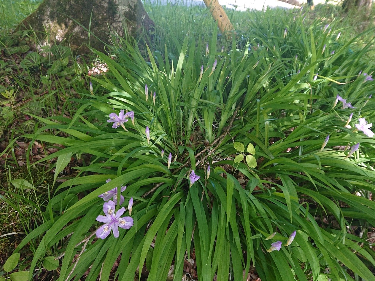 ひめしゃがの花が咲きました。